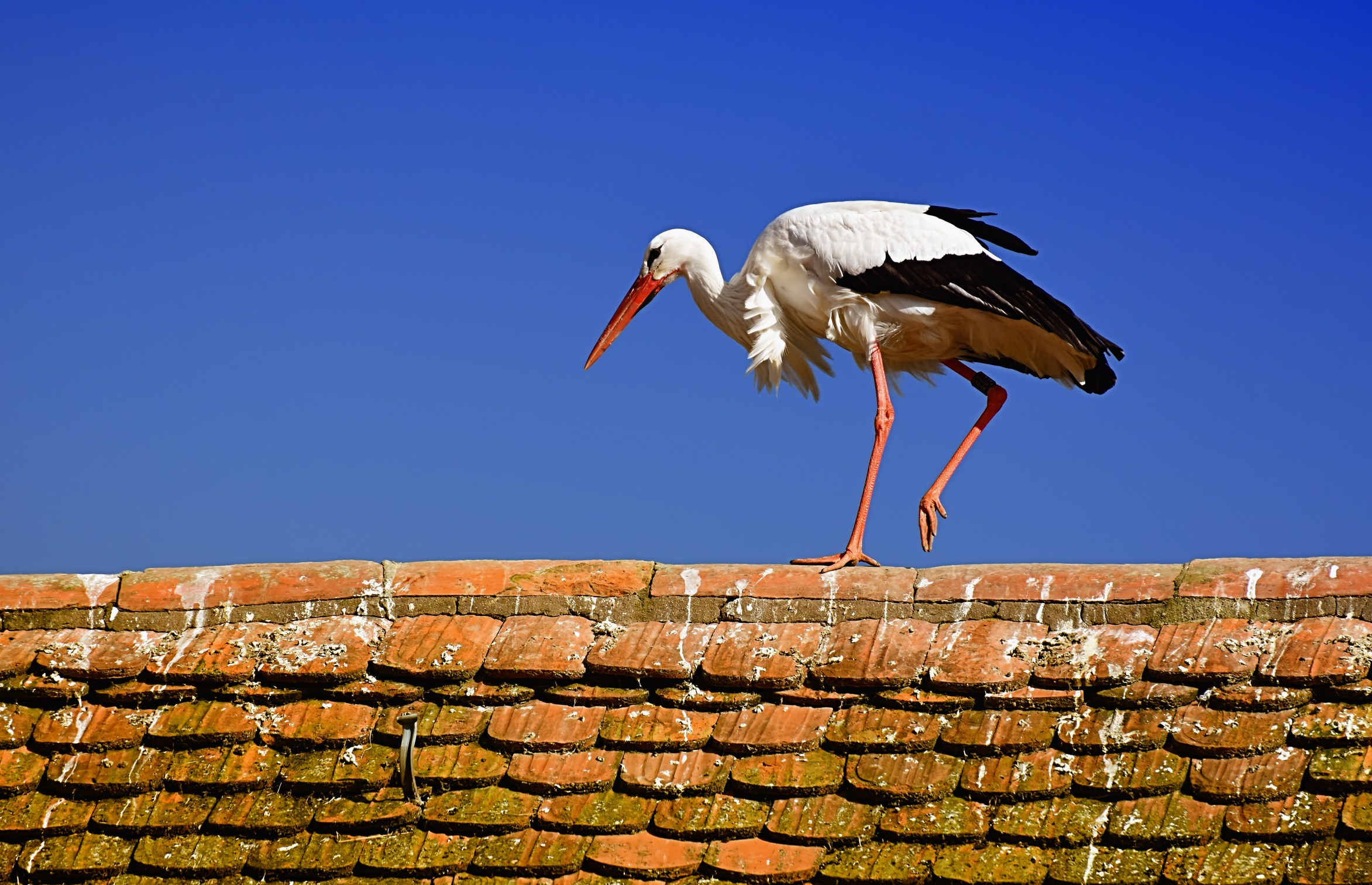 Stork in Nature